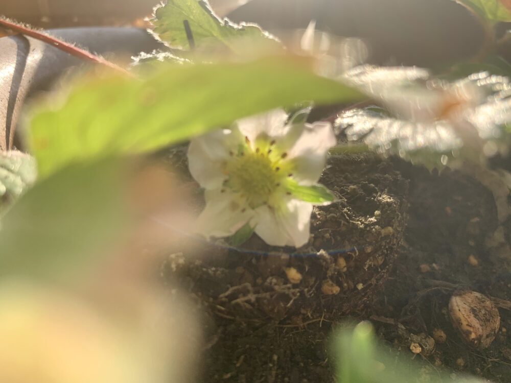 寒い中に、一つの小さい花が咲きました。