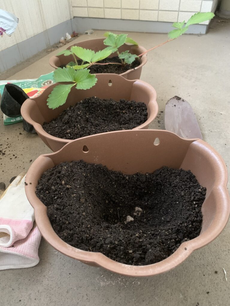 strawberry-pot