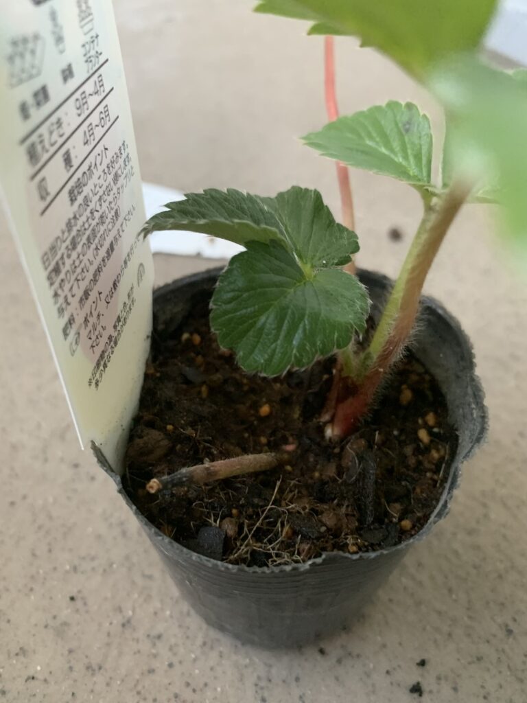 いちご苗