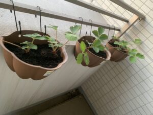 ベランダに植えたいちご