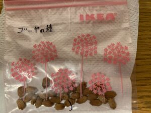 来年用ゴーヤの種