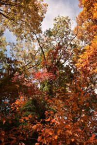 那須紅葉