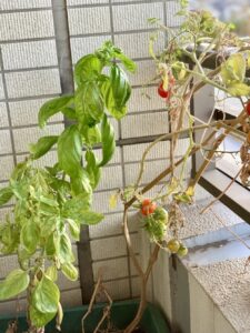 コンパニオンプランツ:バジルとの相性抜群
