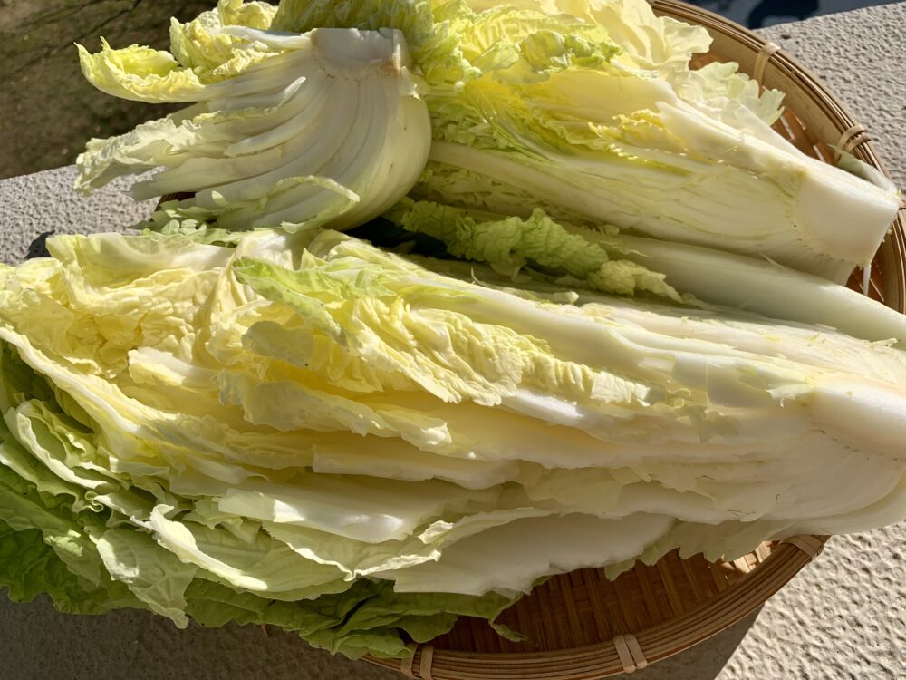 白菜をちぎる