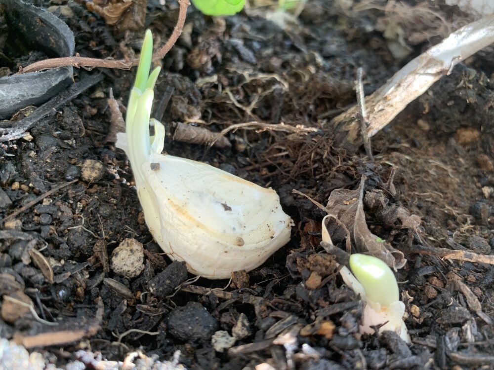 芽が外に出ているように土に入れる
