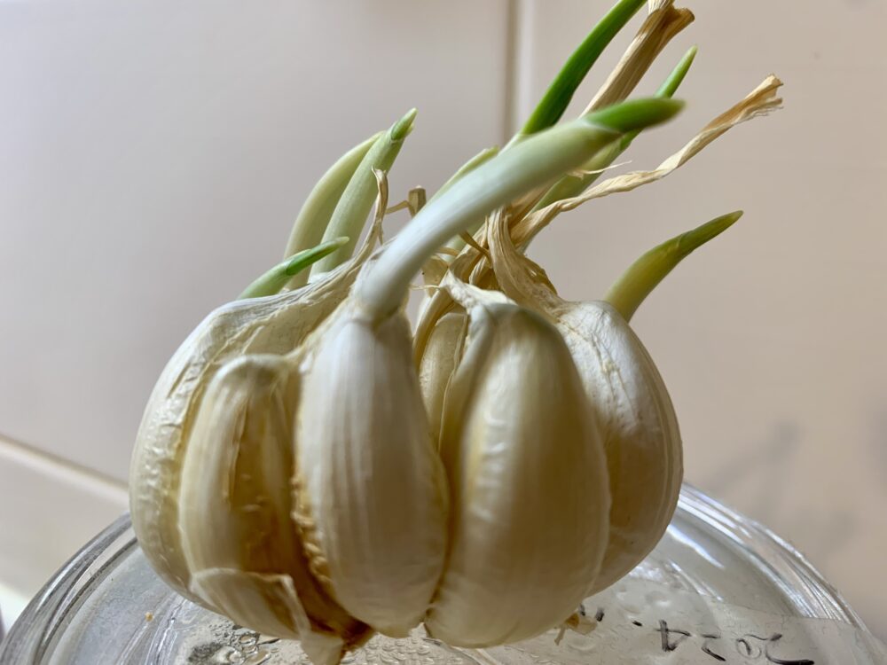 芽が出たニンニク