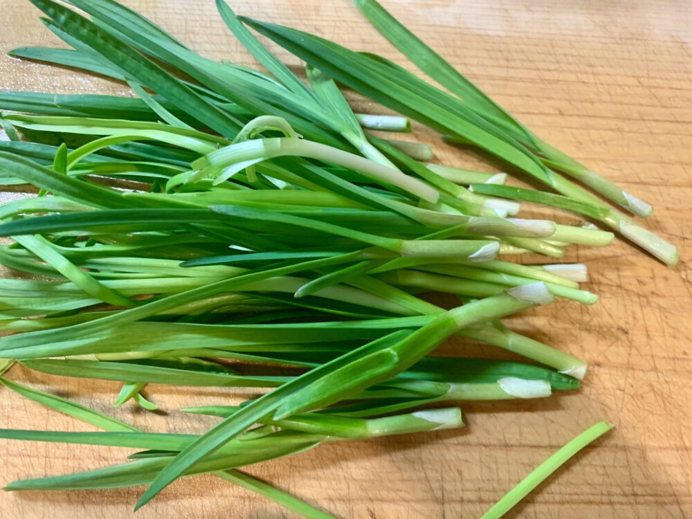 20cmぐらい育ったニンニクの葉