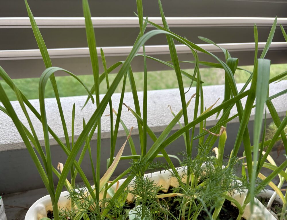 大きくなったニンニクの芽
