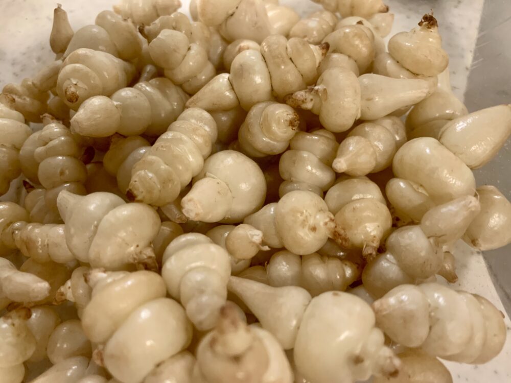チョロギ200g
