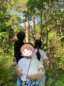 梅収穫