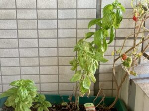 バジル