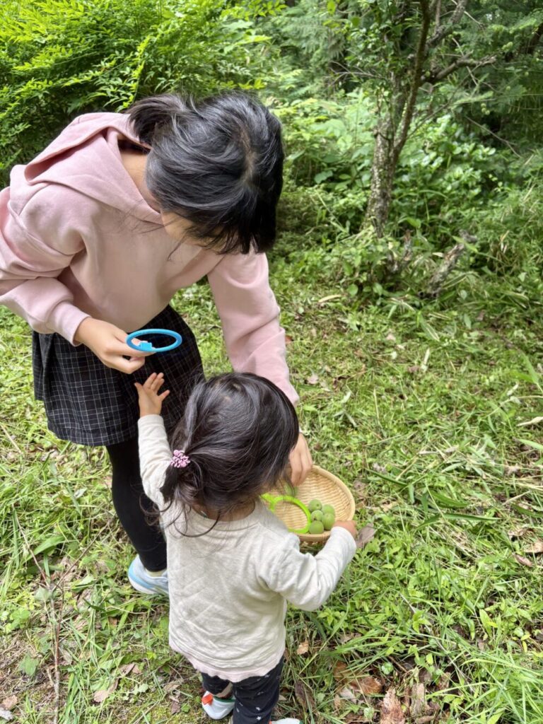 梅収穫