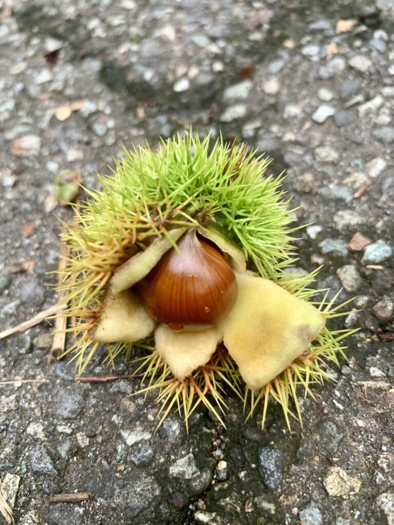 栗