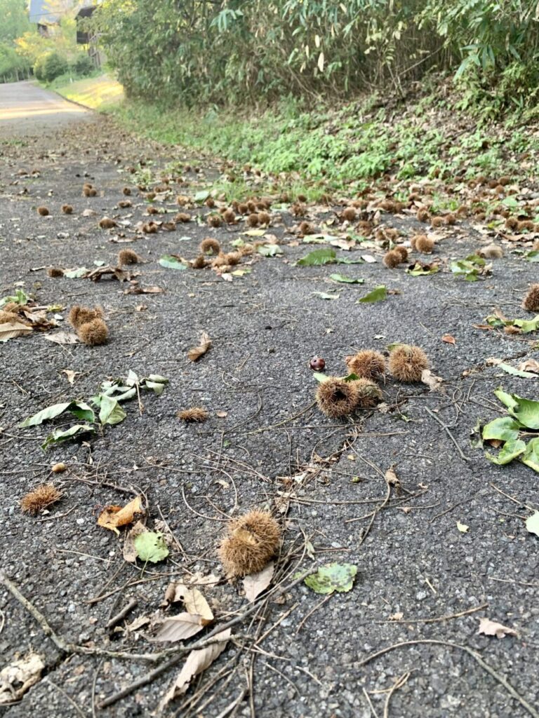 栗拾い