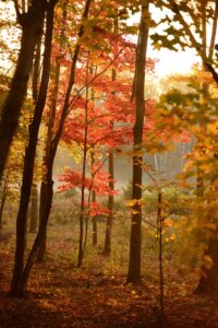 紅葉