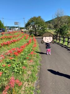 彼岸花