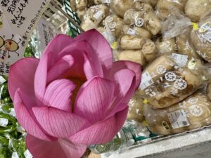 新鮮な蓮根