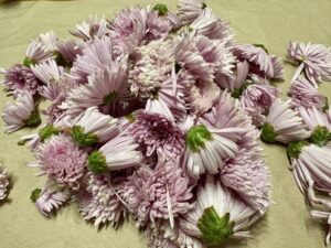 菊の花