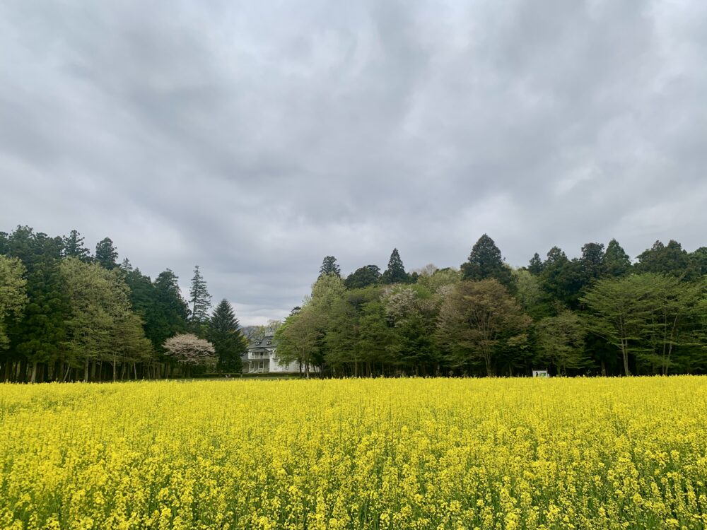 菜の花