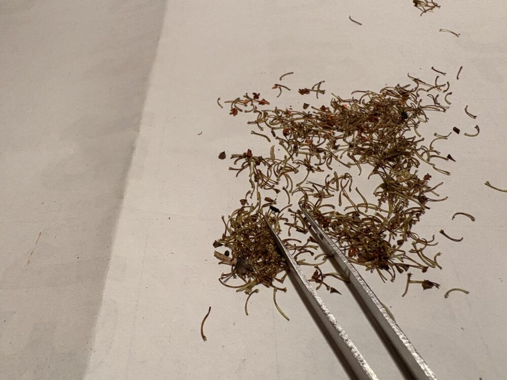 金木犀